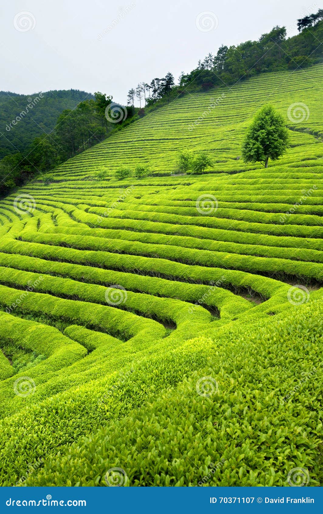 Green Tea Plantation South Korea Vertical Stock Image Image of asian