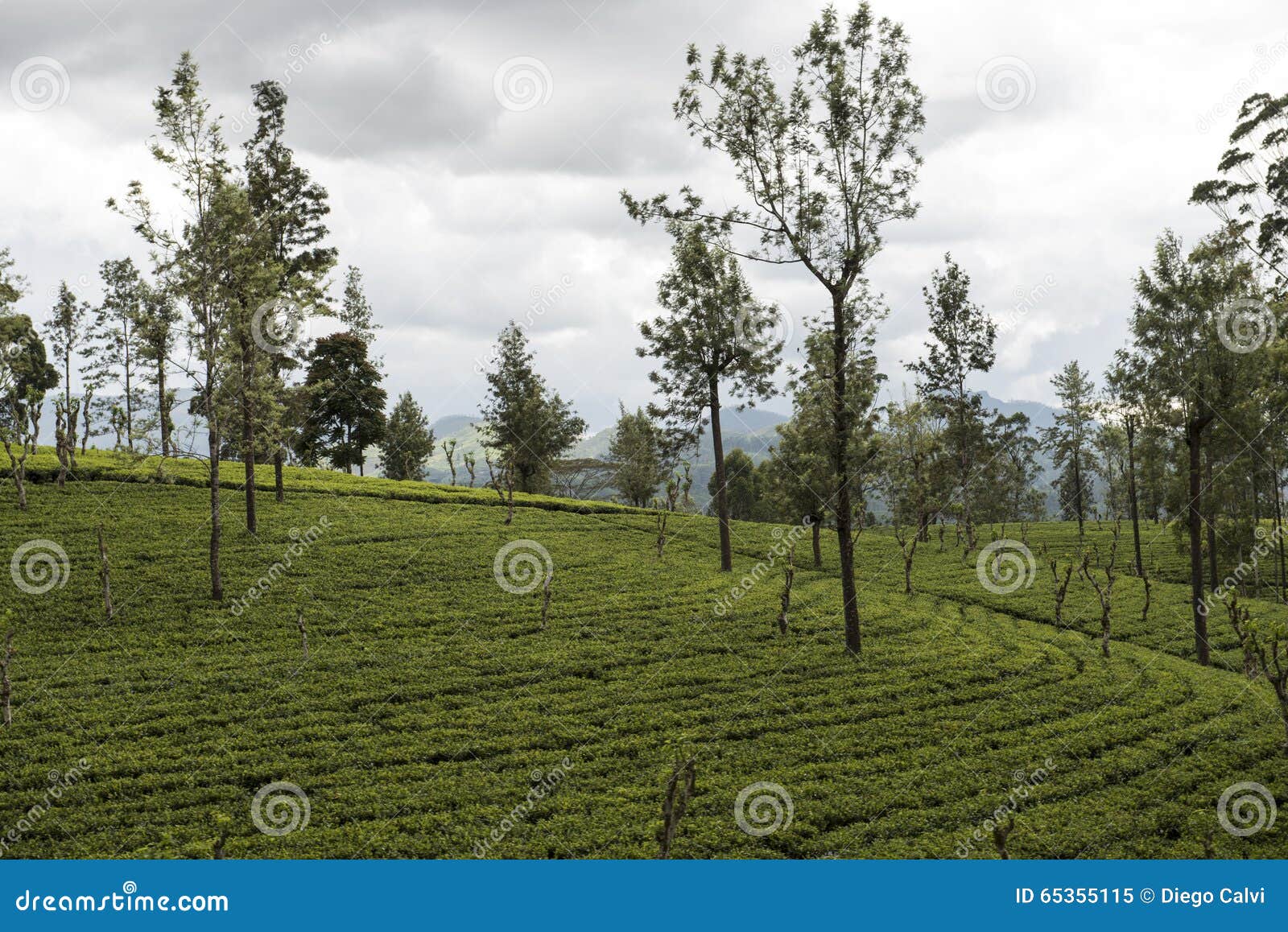 Green Tea Plantations. Ella, Sri Lanka. Stock Image Image of teafield