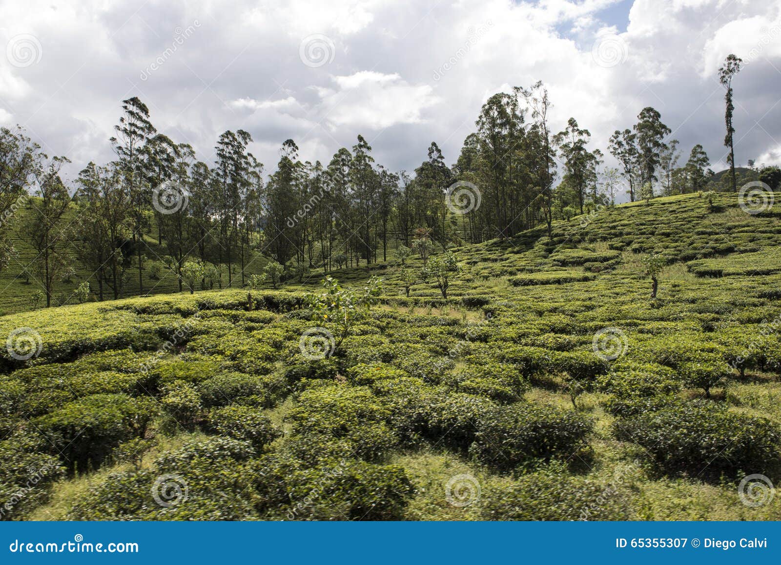 Green Tea Plantations. Ella, Sri Lanka. Stock Image Image of middle