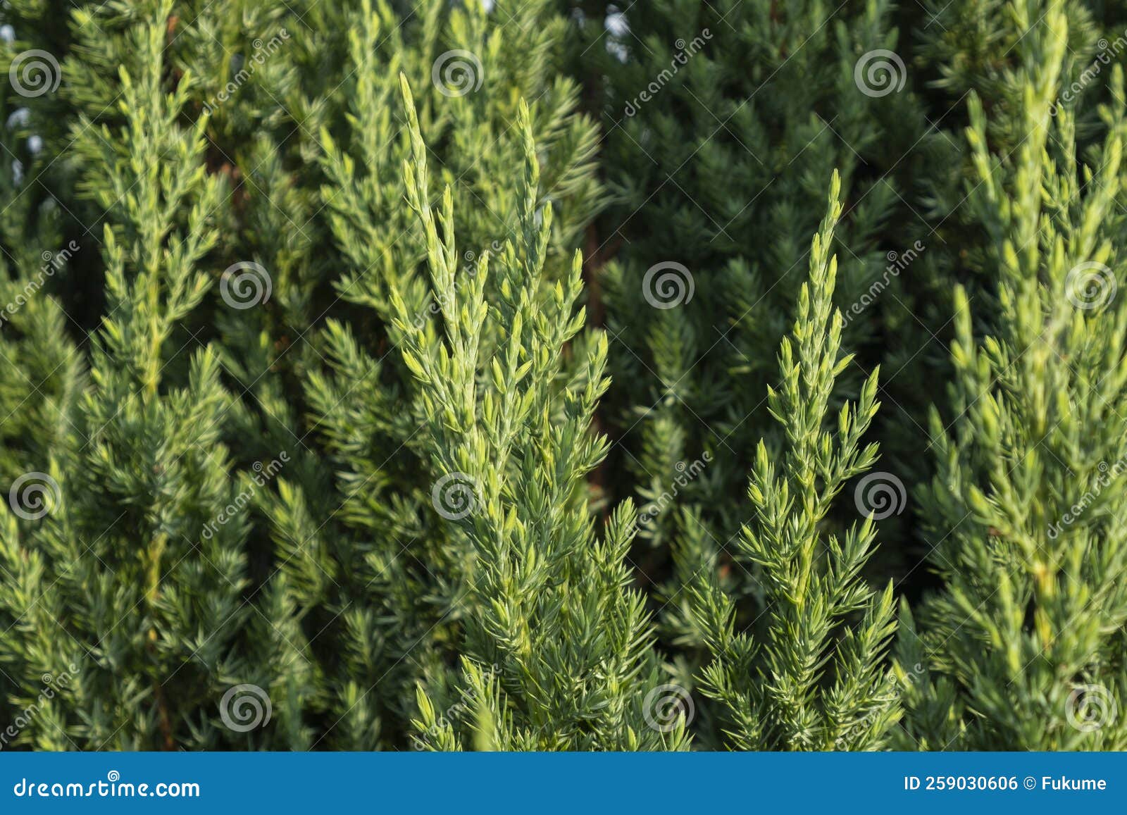 Green Texture Fresh Juniper Closeup Stock Photo Image of forest