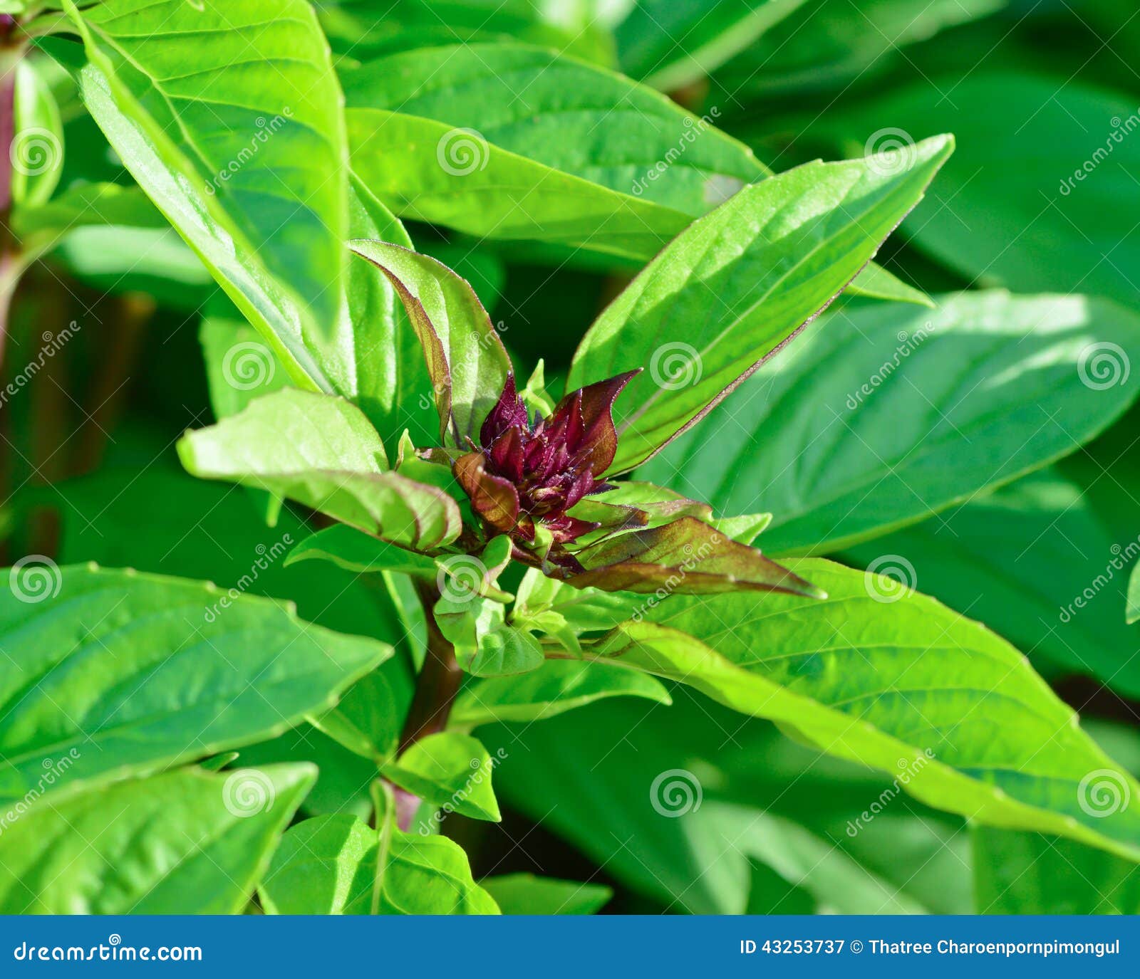 Green thai basil in garden stock image. Image of cooking 43253737