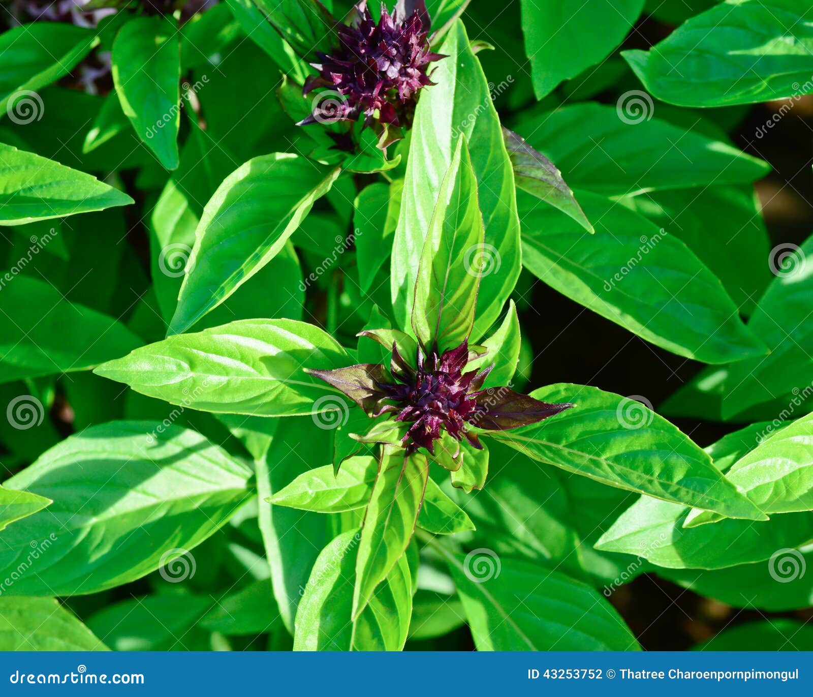 Green thai basil in garden stock photo. Image of medicine 43253752