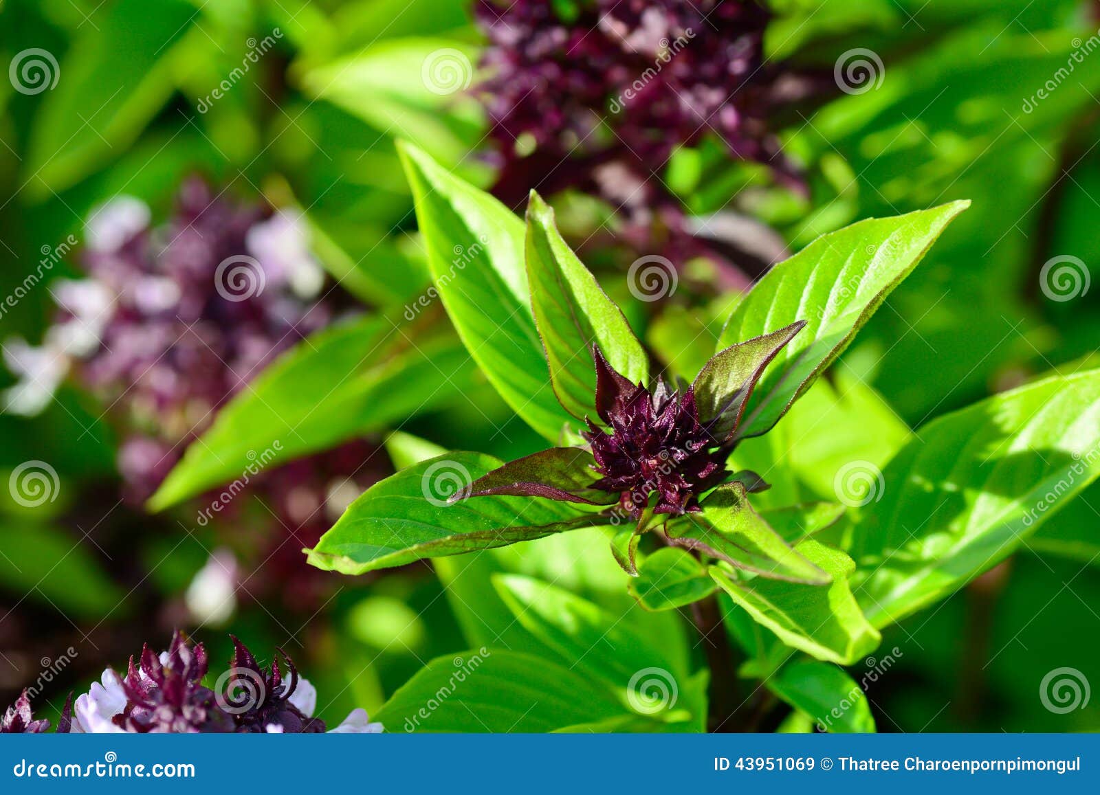 Green thai basil in garden stock image. Image of thailand 43951069