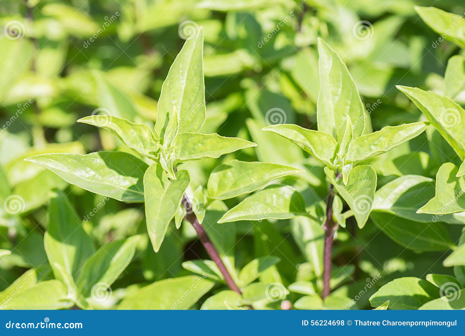 Green Thai Basil in Garden. Stock Photo Image of leaf, cuisine 56224698
