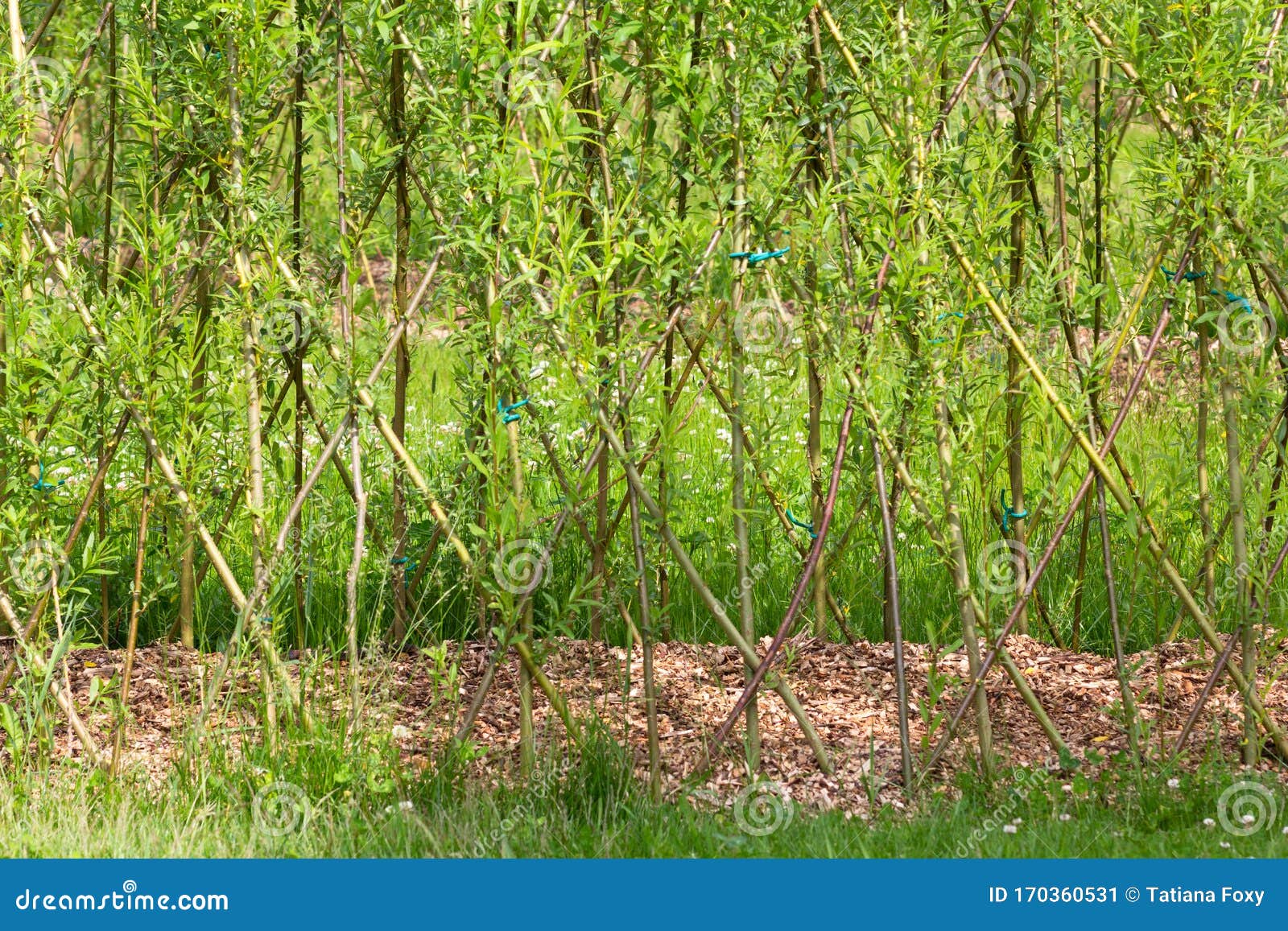 Green Thin Trees Twined Together in Pattern As Decoration Stock Image