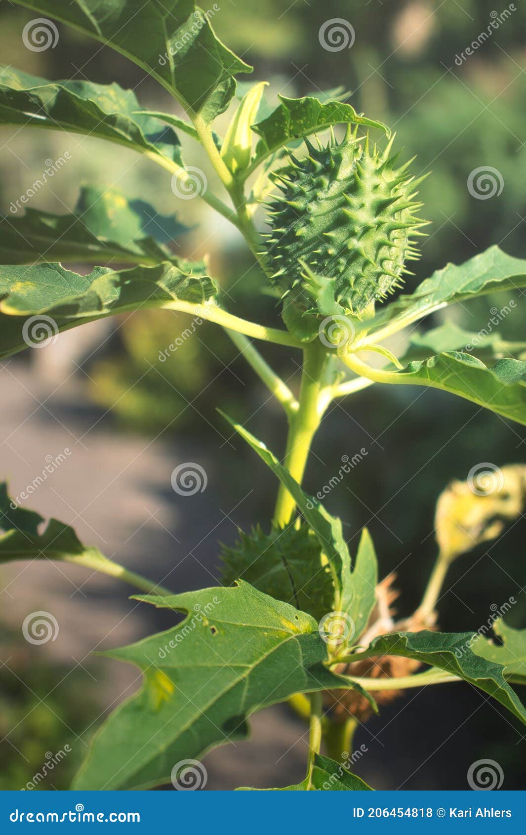 green thorn apple in  luisenpark