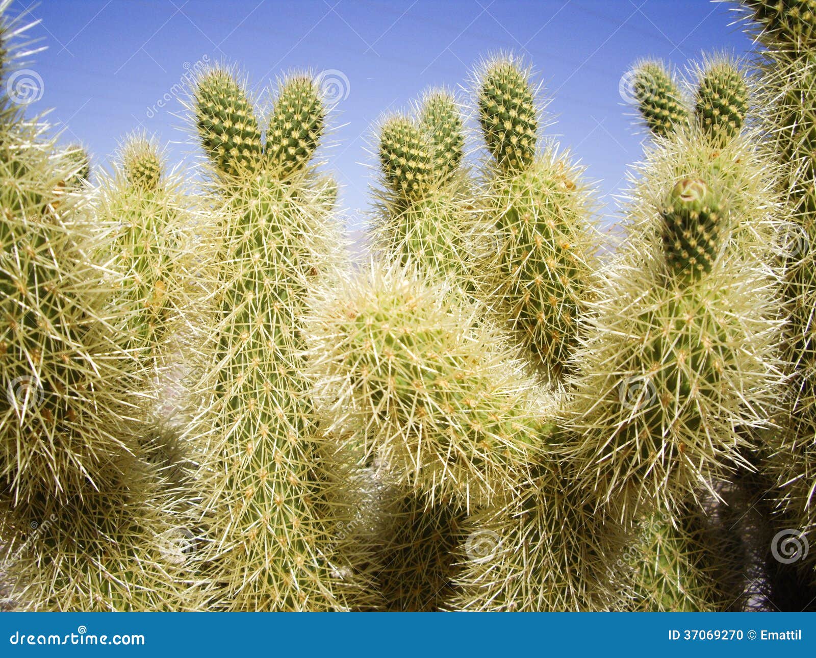 Green Thorny Cacti Stock Photo - Image: 37069270