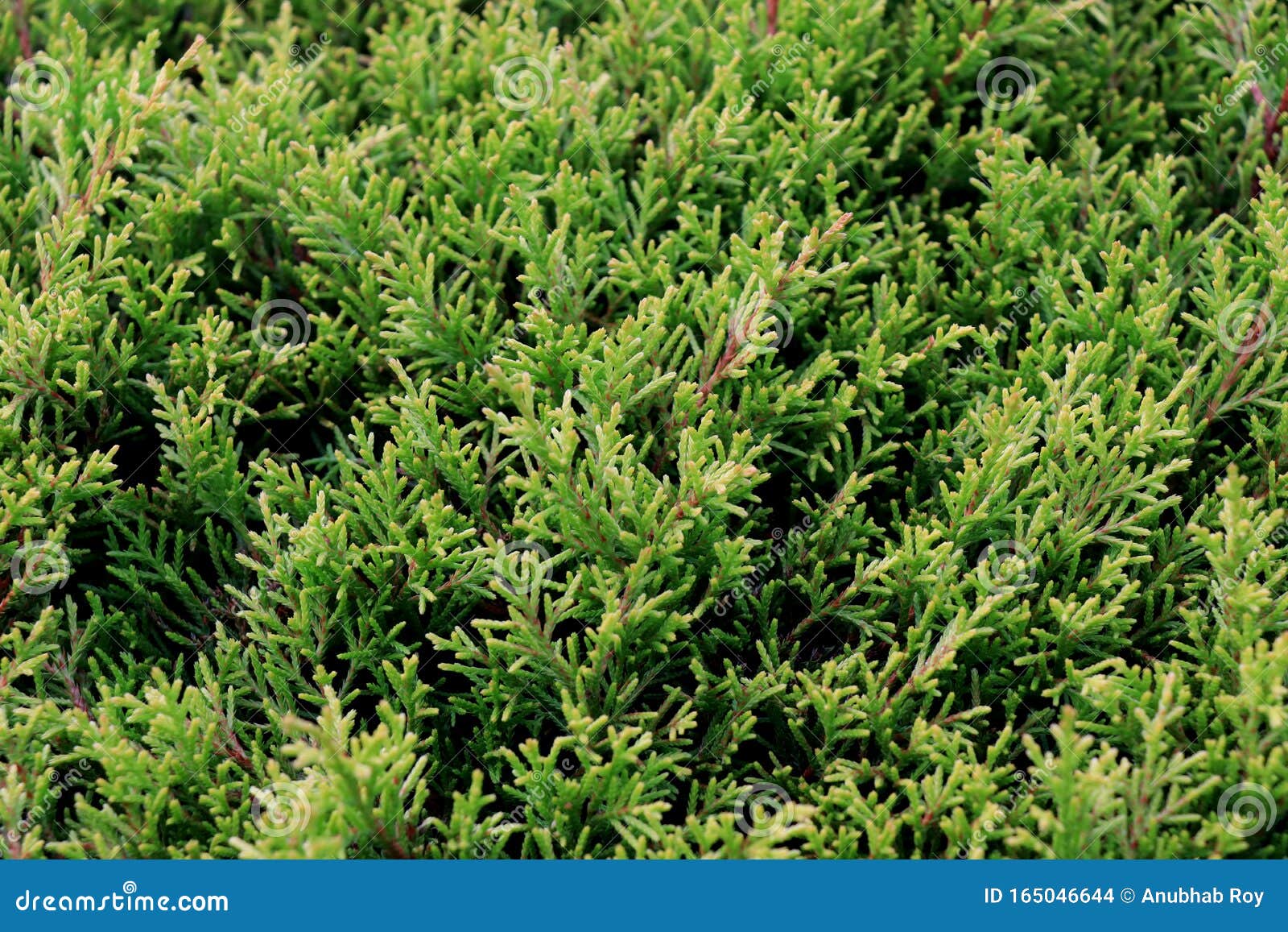 Green thread stock image. Image of closeup, cylinder - 32769839