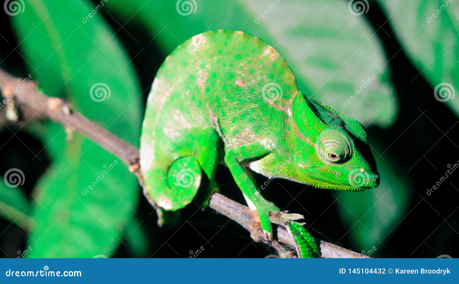 female three-horned chameleon sitting on stem of branch at night time.