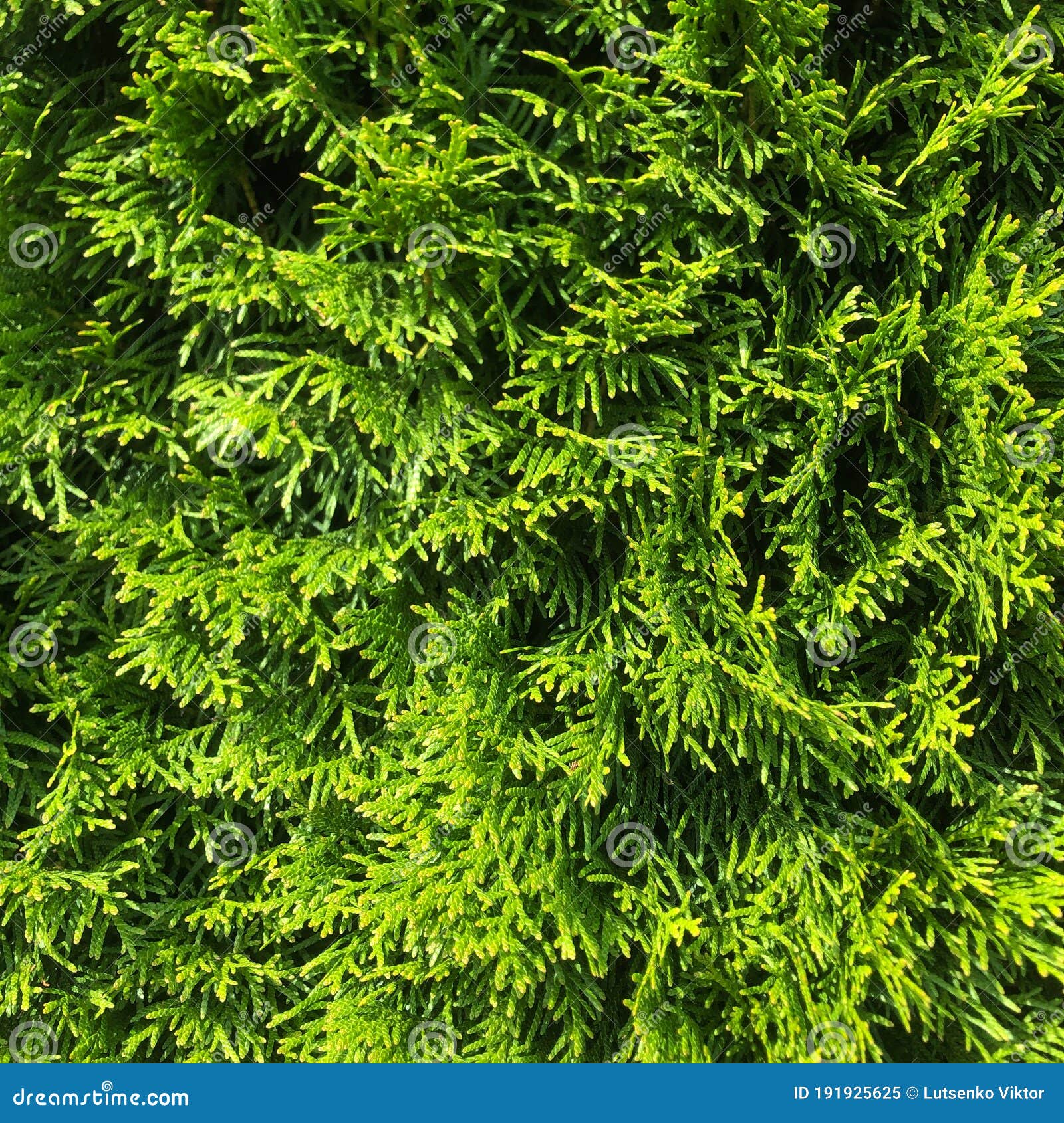 green thuja occidentalis columna texture macro