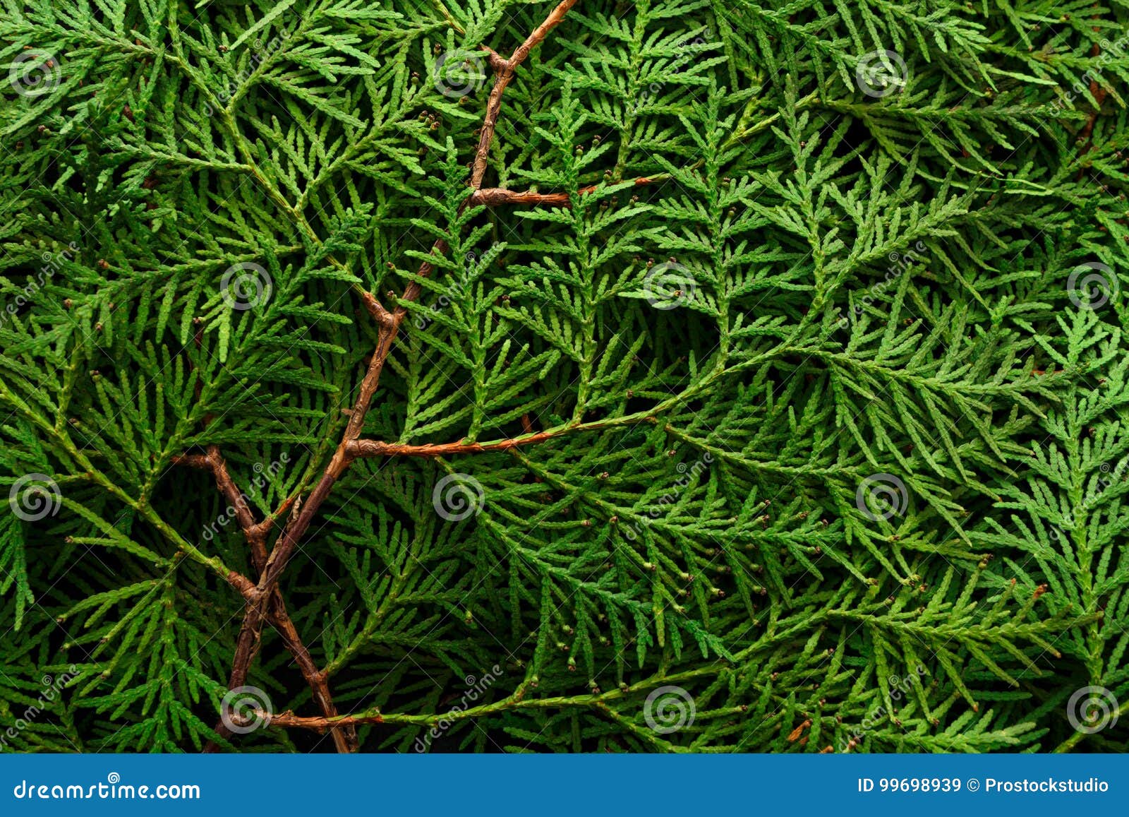 Green Thuja Tree Branches Background. Natural Needles Backdrop