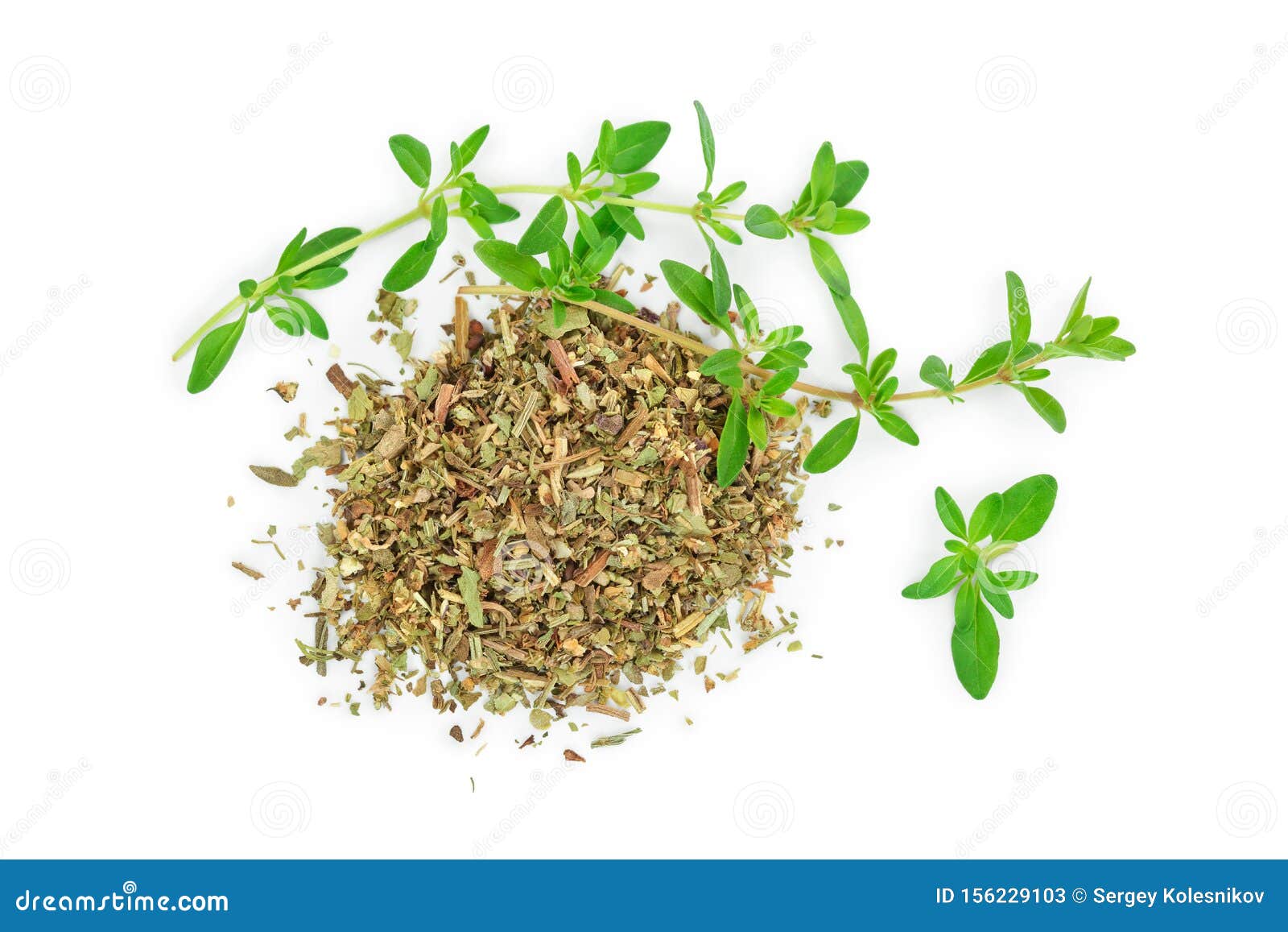 Green Thyme with Dried Thyme Leaves Isolated on White Background Close