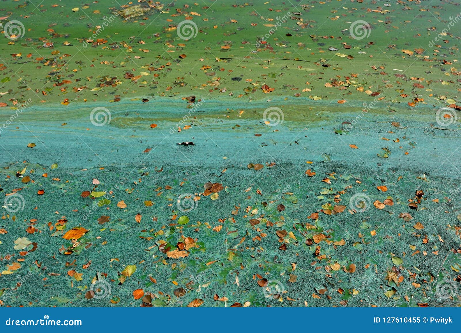 green tina on swamp as background.