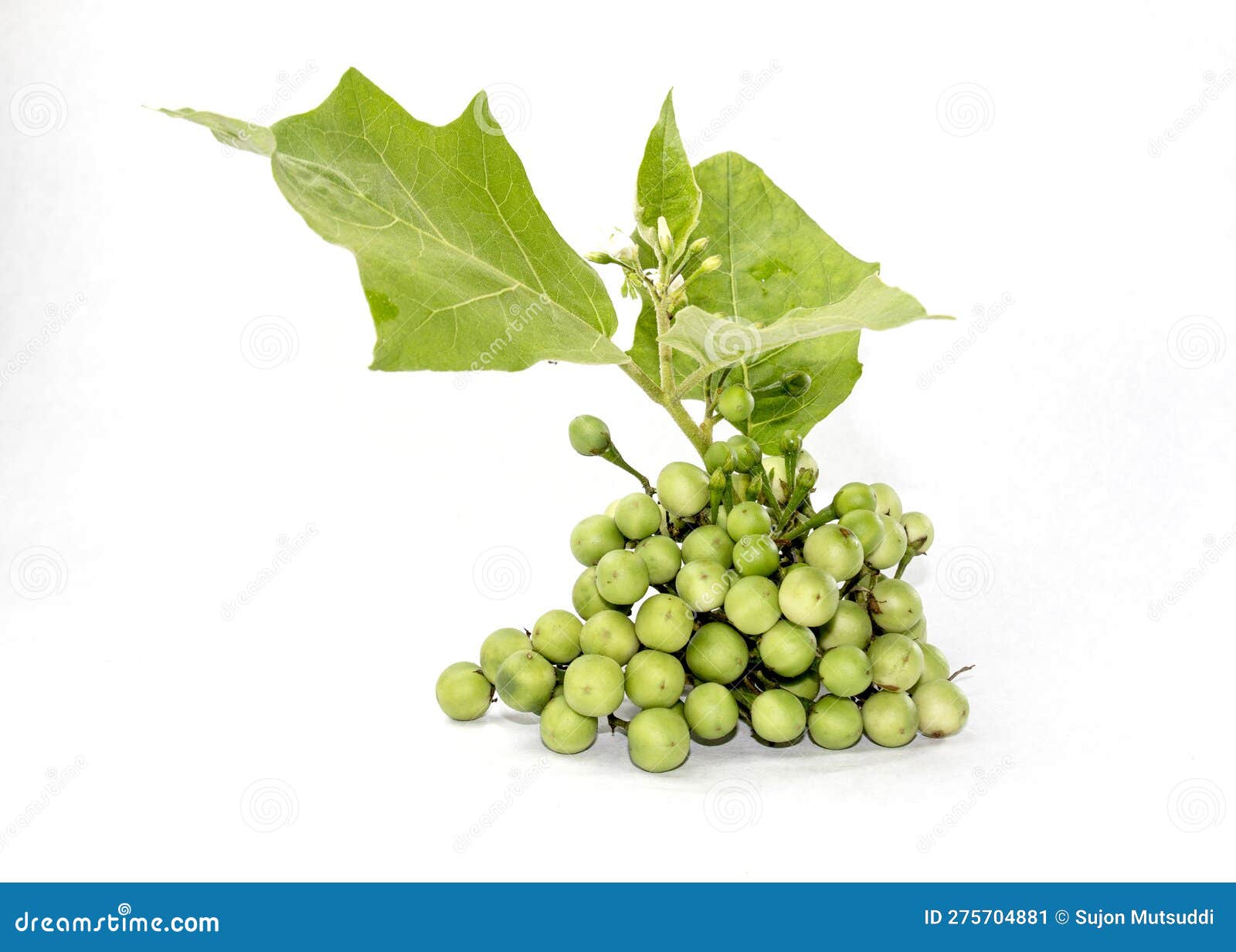 Green Tiny Wild Eggplant Eggplant on White Background. Stock Image