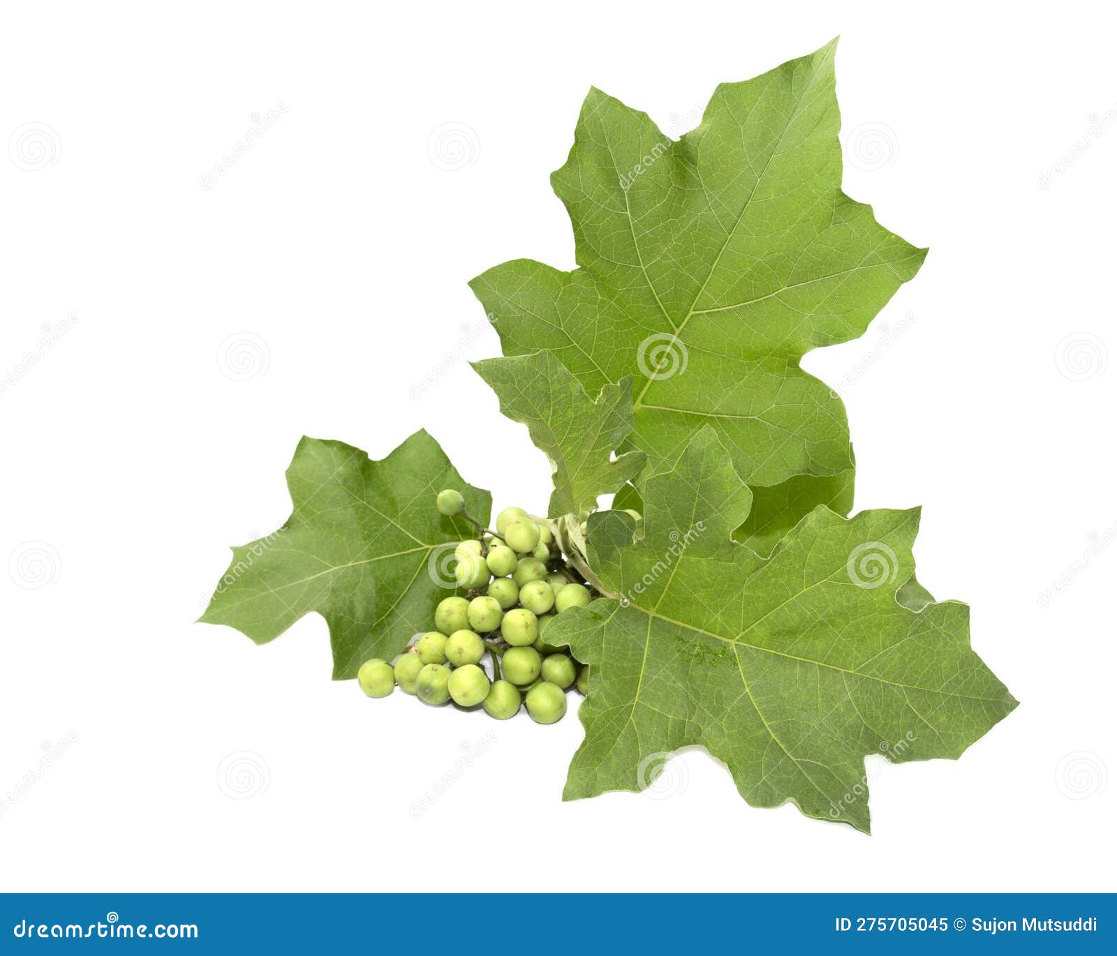 Green Tiny Wild Eggplant Eggplant on White Background. Solanum