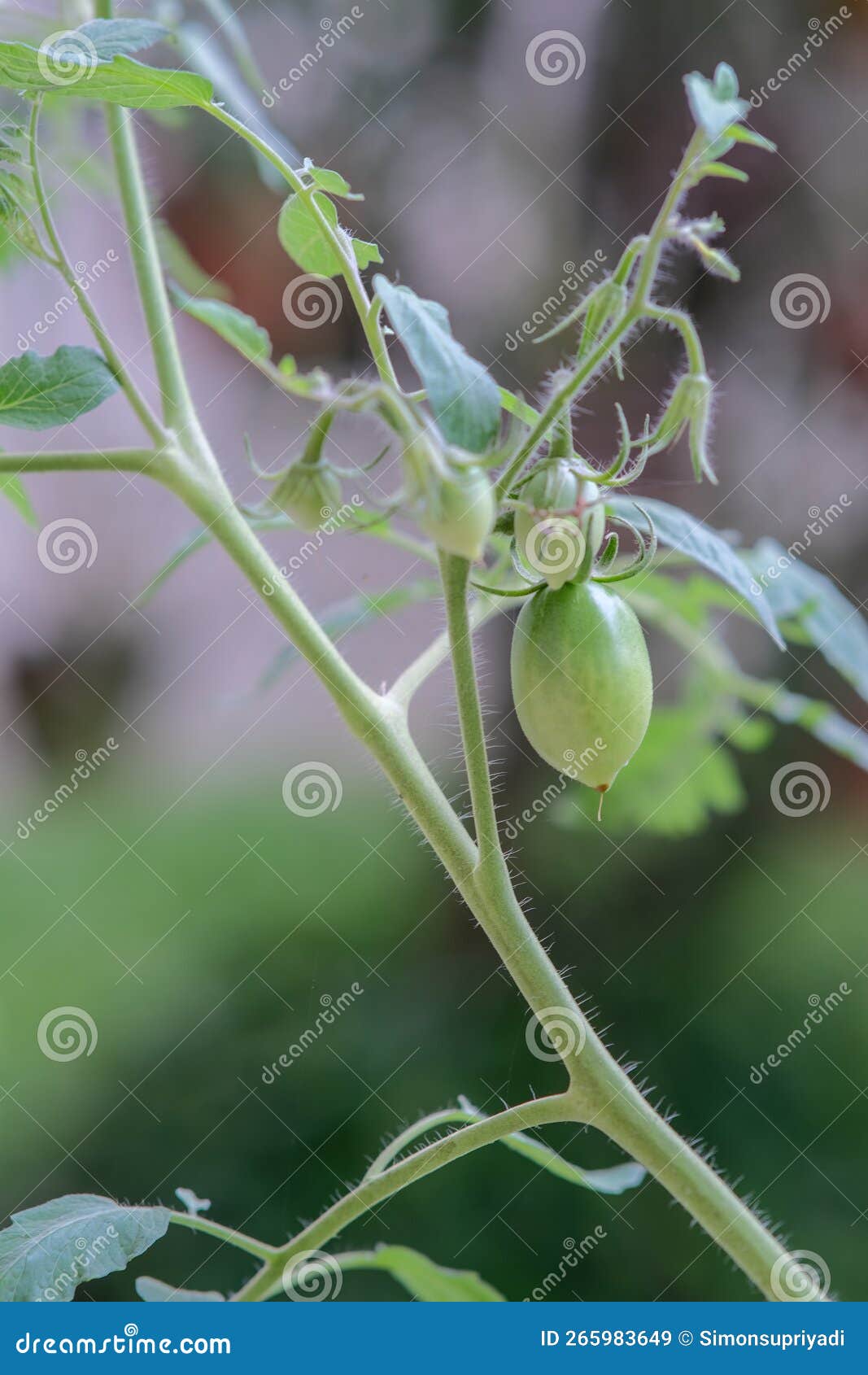 Green Tomato Fruit Started To Grow in Tropical Climate Stock Image