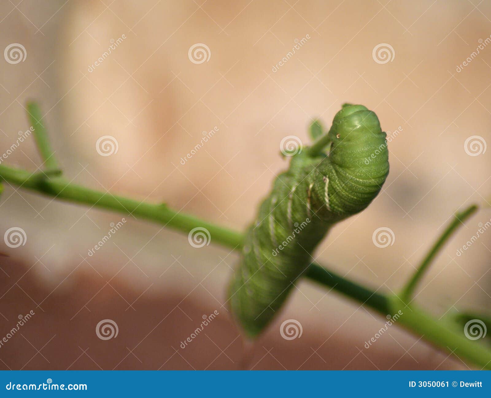 download green horned tomato worm download green horned tomato worm