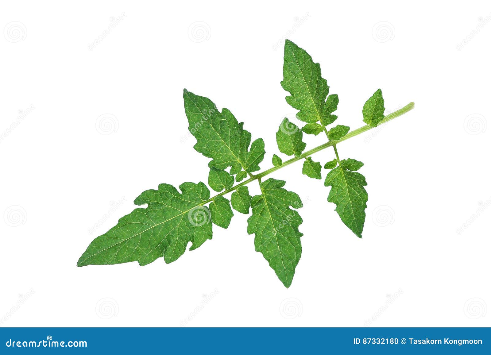 Green Tomato Leaf Isolated on White Stock Photo Image of crops