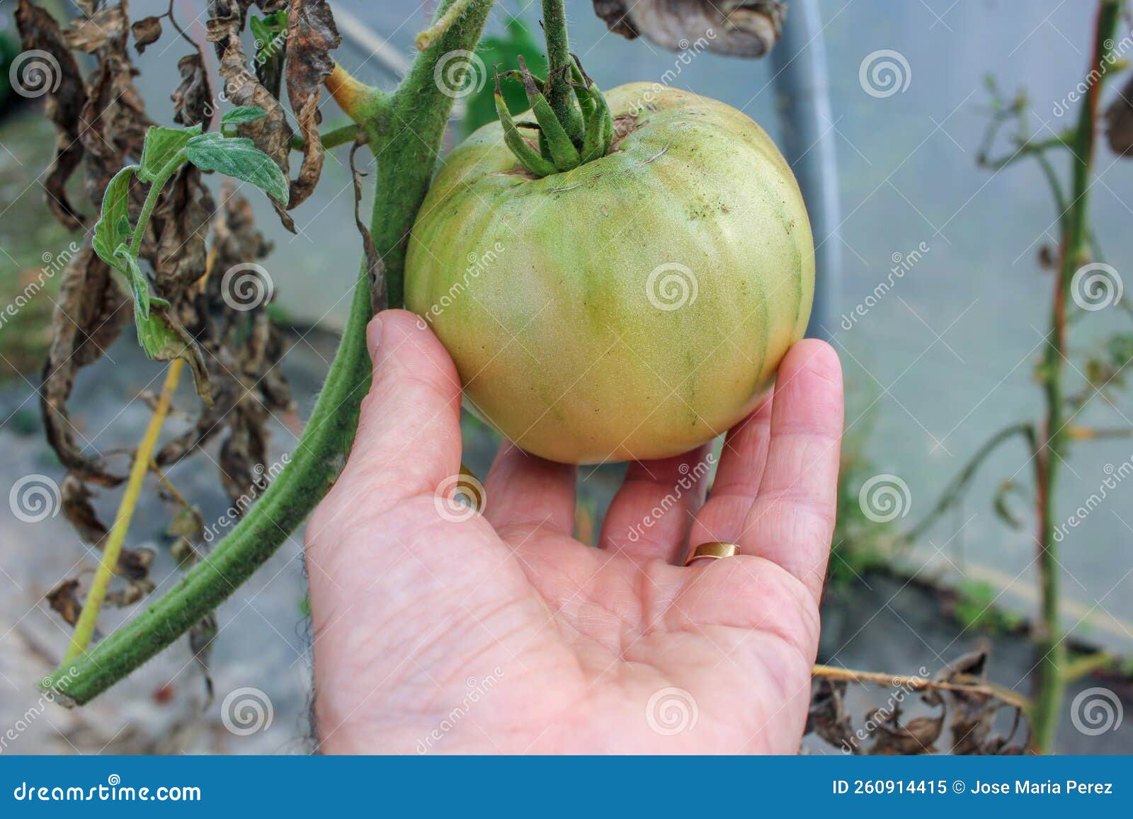 Green tomato in my hand stock image. Image of harvest 260914415