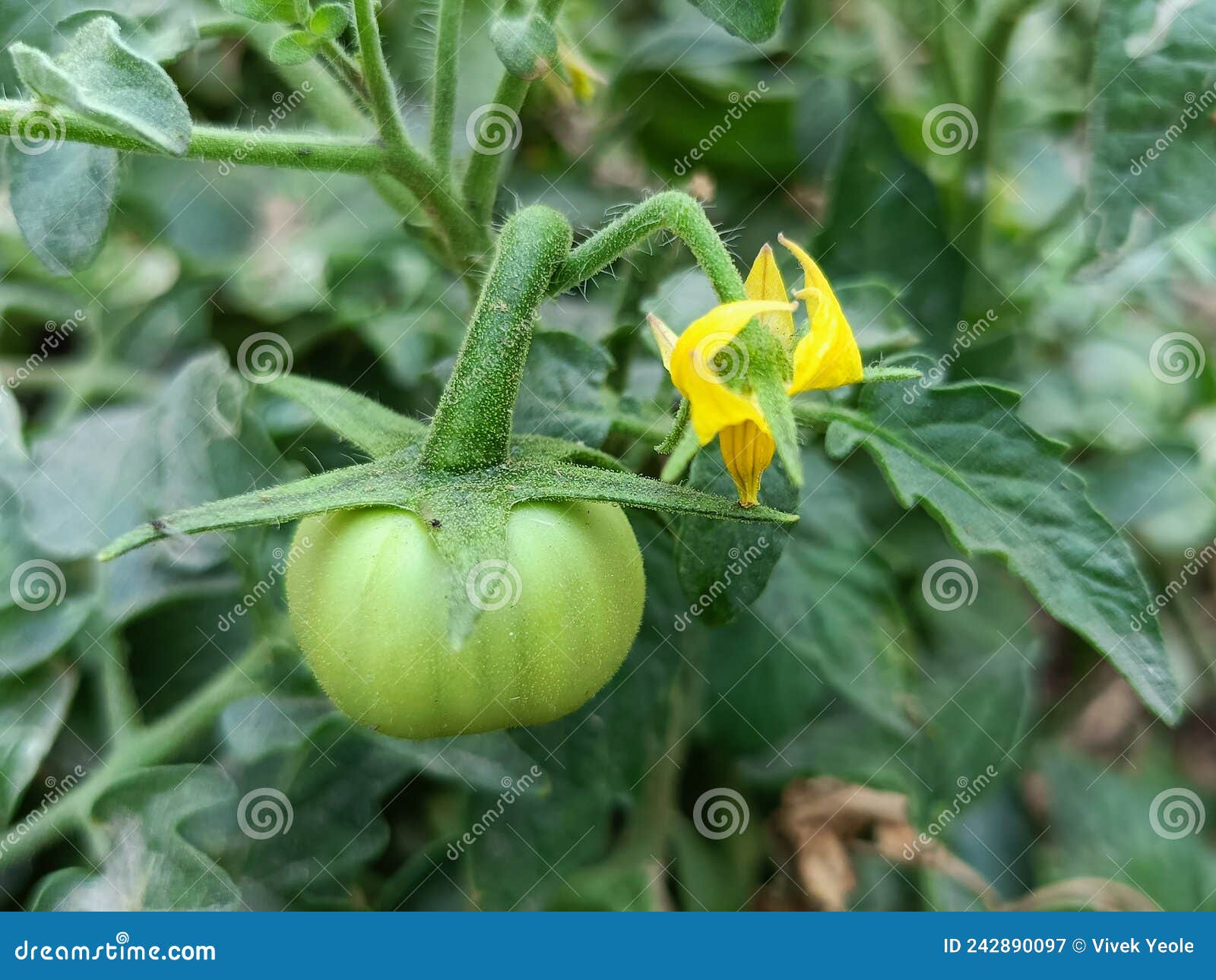 Green Tomato on Plant, Fresh Green Tomato on Plant in Garden Stock Image Image of leaf, petal