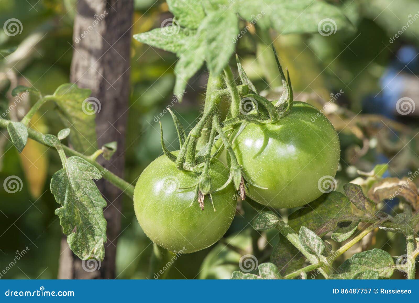 Green tomatoes in garden stock image. Image of agricultural 86487757