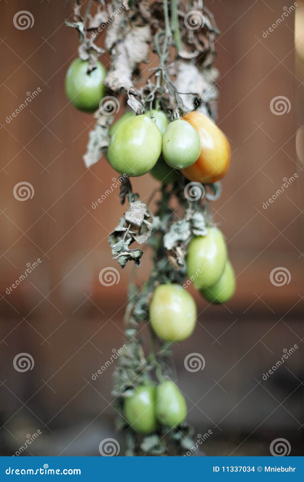 Green Tomatoes Roma Plum Tomato Stock Photo Image of organic