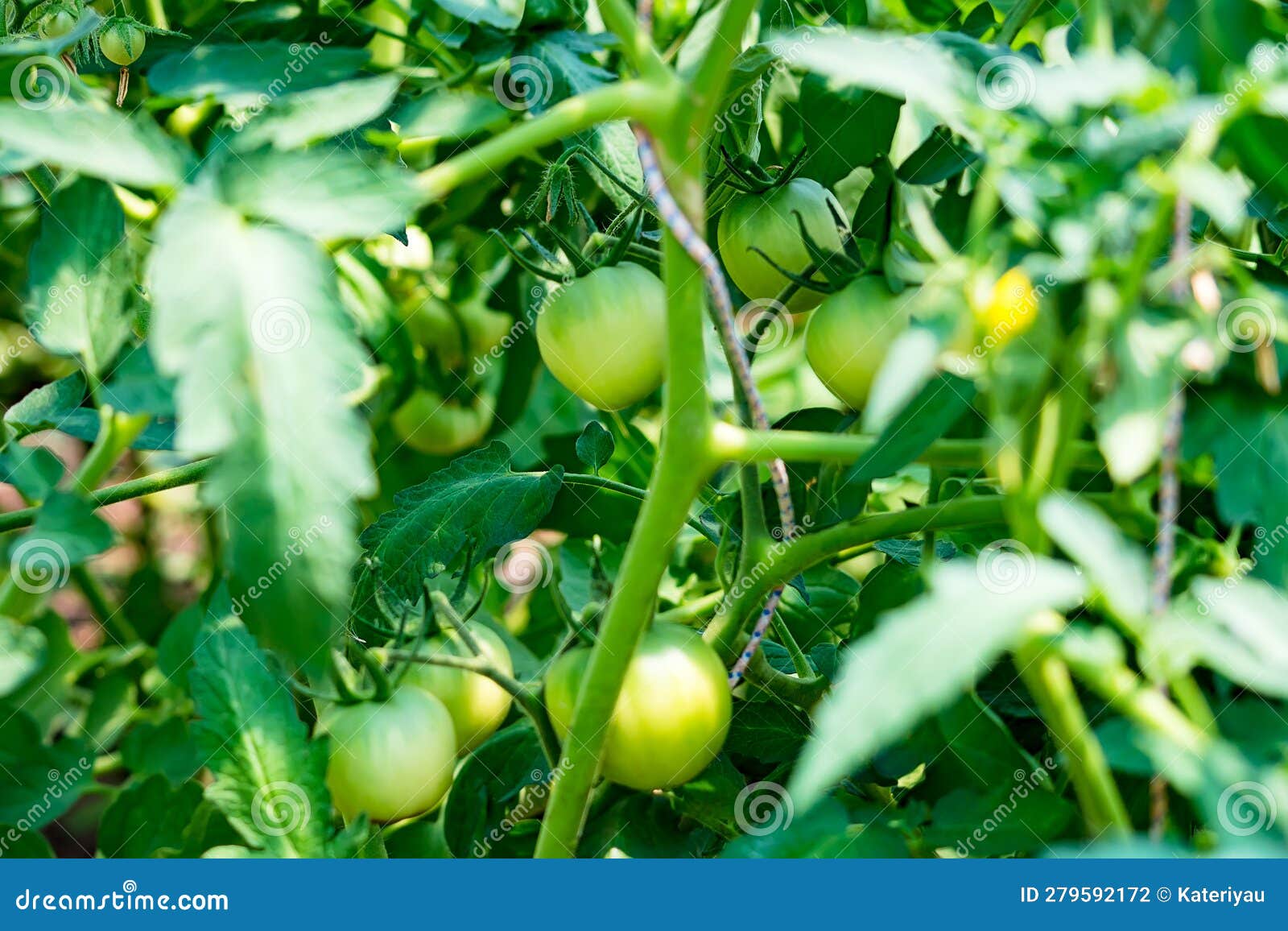 Green Tomatoes. Green Unripe Tomatoes on the Bush. Tomatoes on the Vine, Tomatoes Growing on the