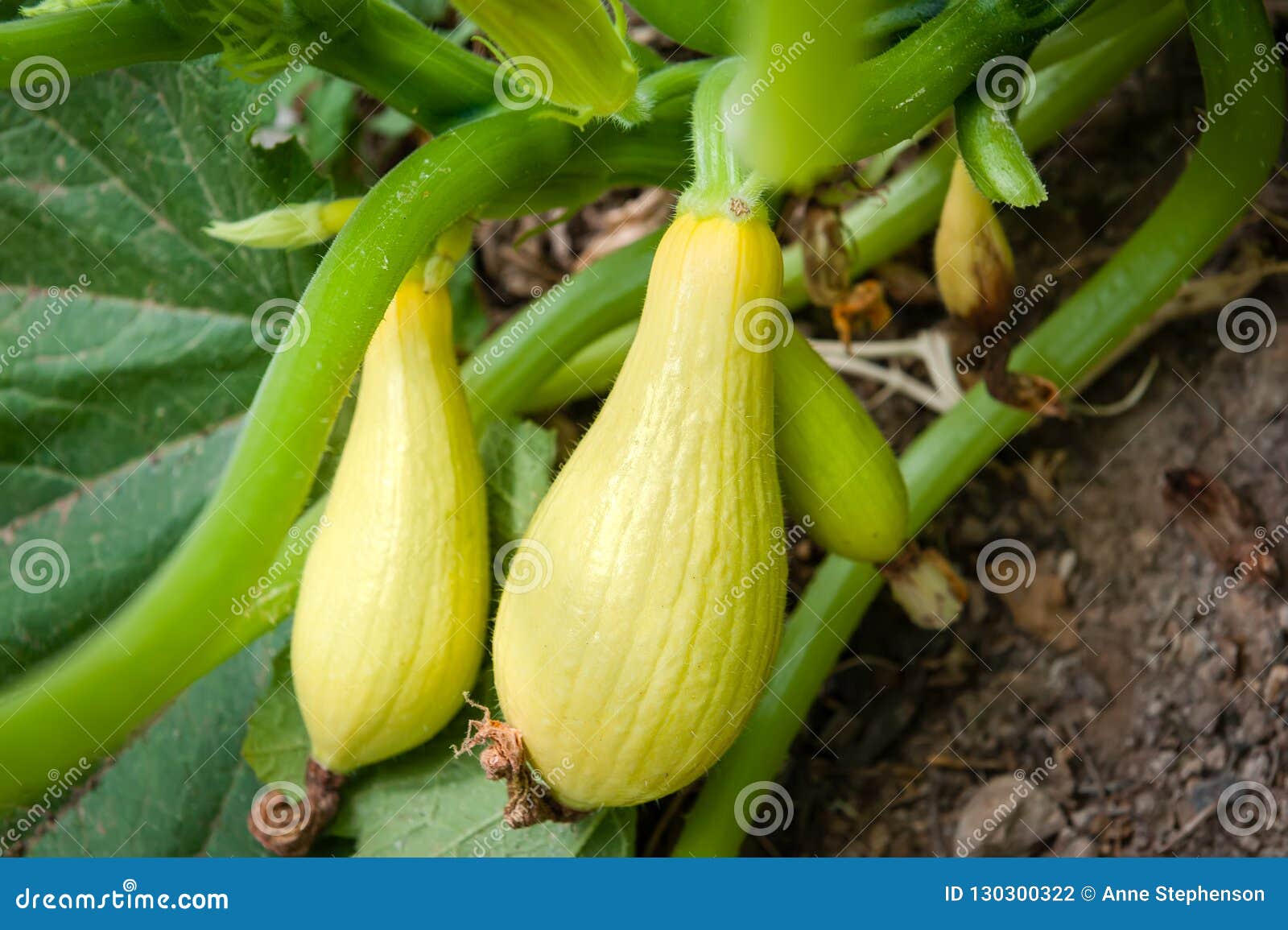 Two Ripe Yellow Summer Squash Ready for Harvesting. Stock Photo Image of outdoor, colourful