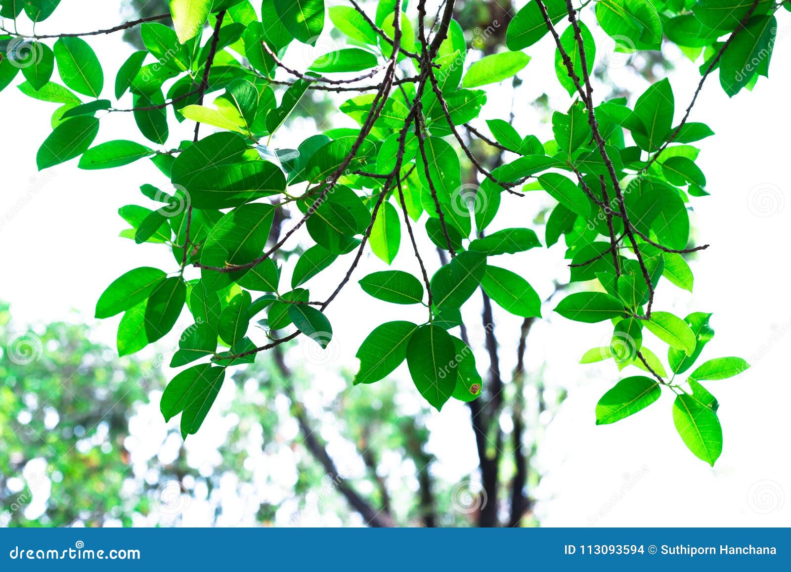 green tone leaf isolate on background in sping summer