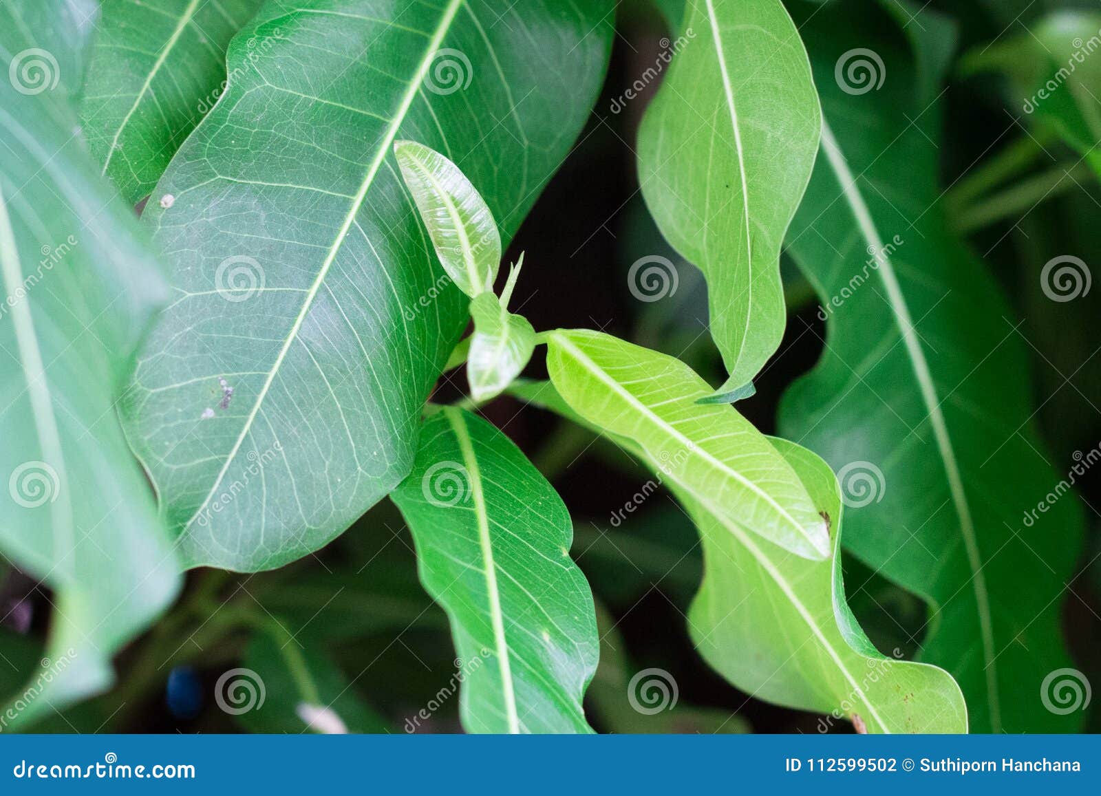 green tone leaf isolate on blackground in sping sumer,f