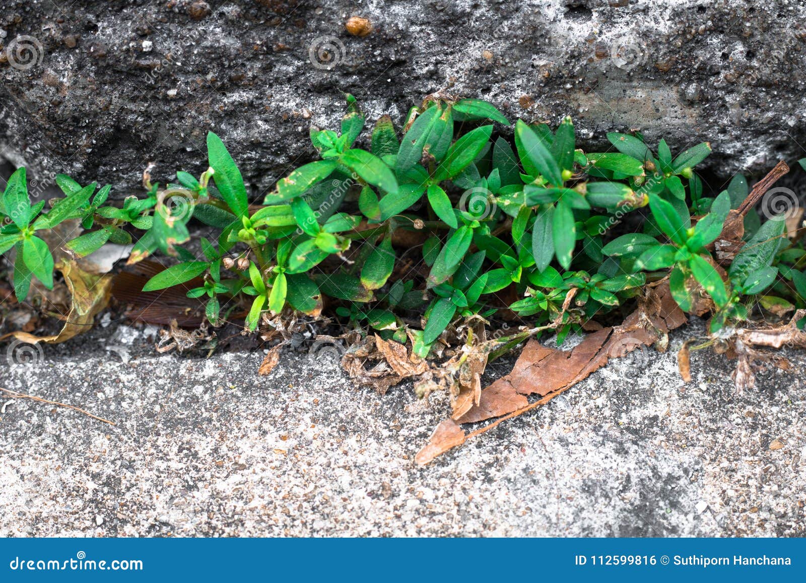 green tone leaf isolate on blackground in sping sumer,f