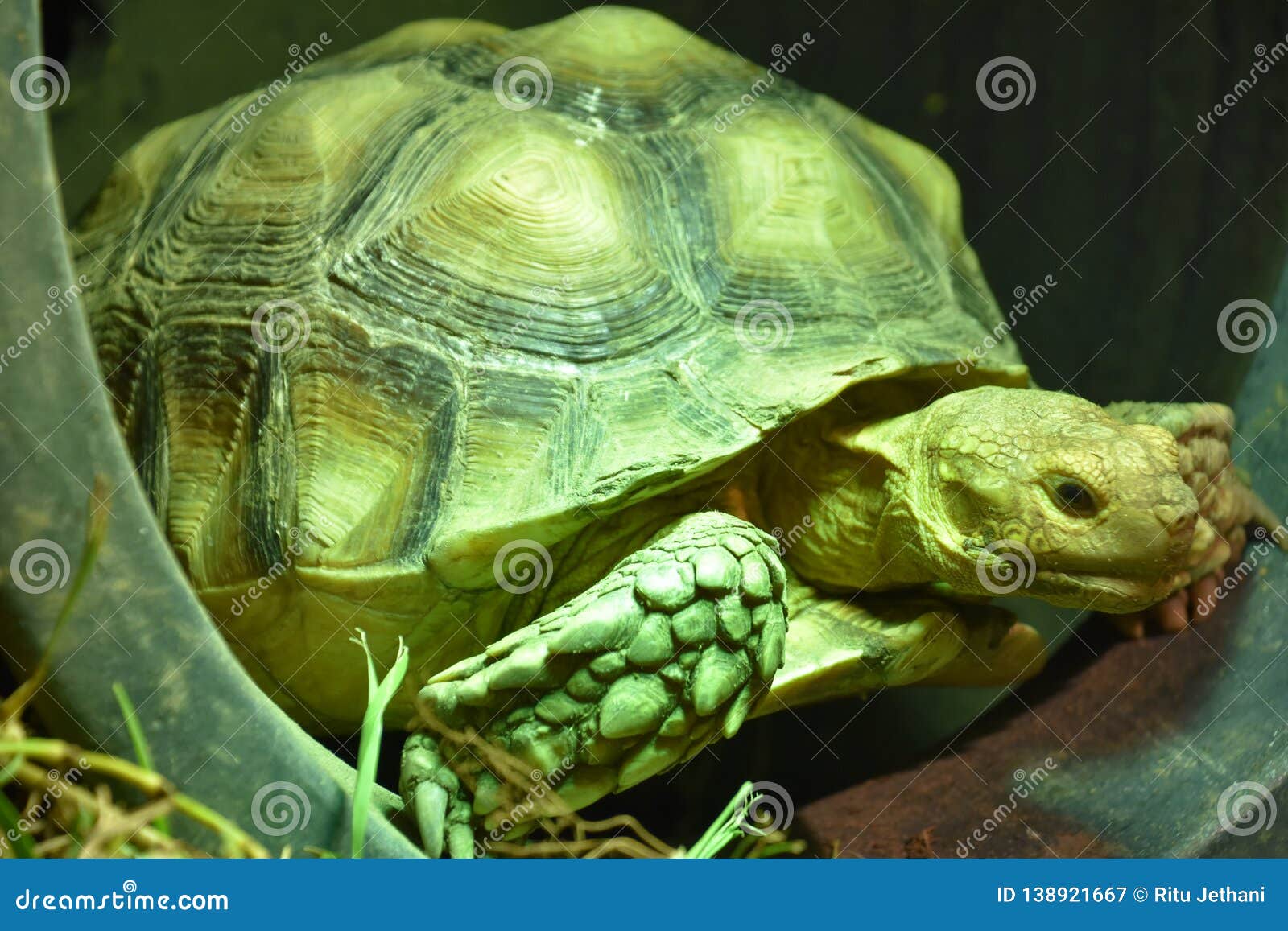 A Green Tortoise stock image. Image of ayora, ancient - 138921667