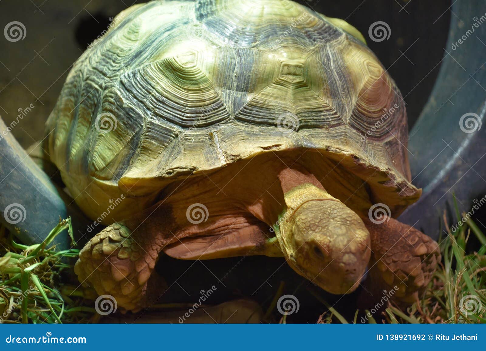 A Green Tortoise stock photo. Image of huge, shell, closeup - 138921692