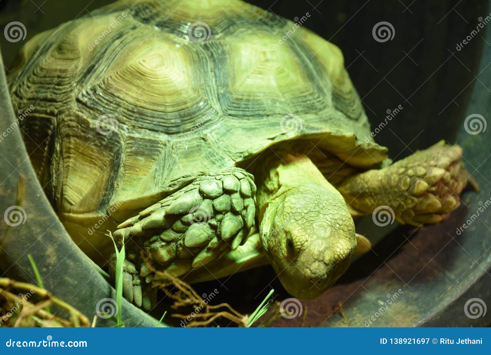 A Green Tortoise stock image. Image of fauna, huge, leaf - 138921697
