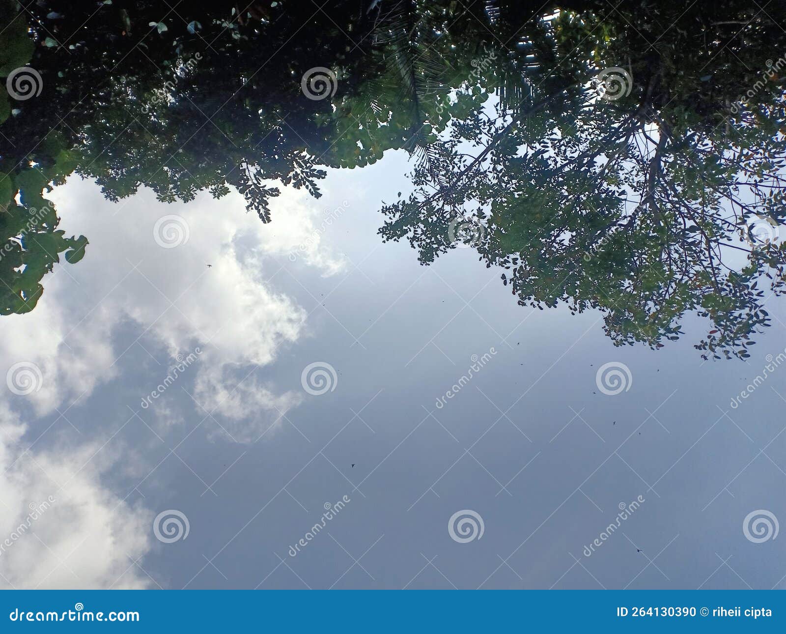 Green Tree with Beautifull Sky and Shine Stock Photo Image of plant