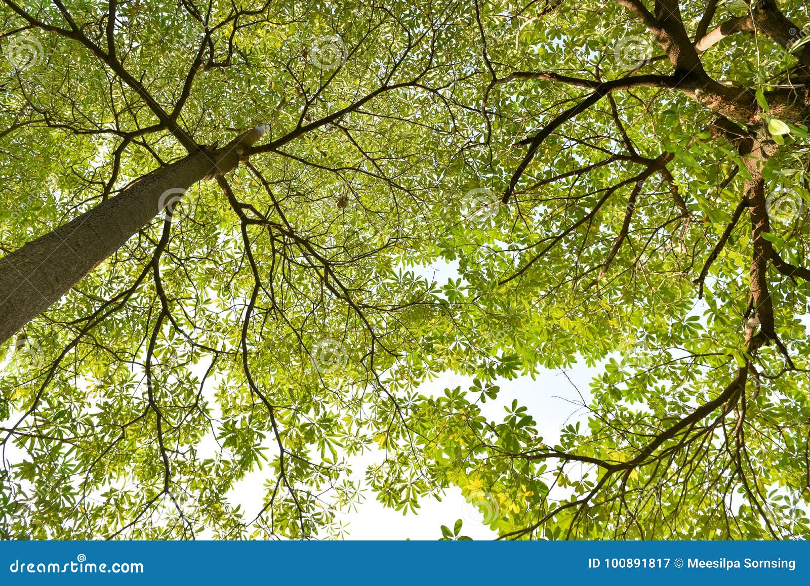 Green Tree, Blue Background Stock Image Image of spring, leaf 100891817
