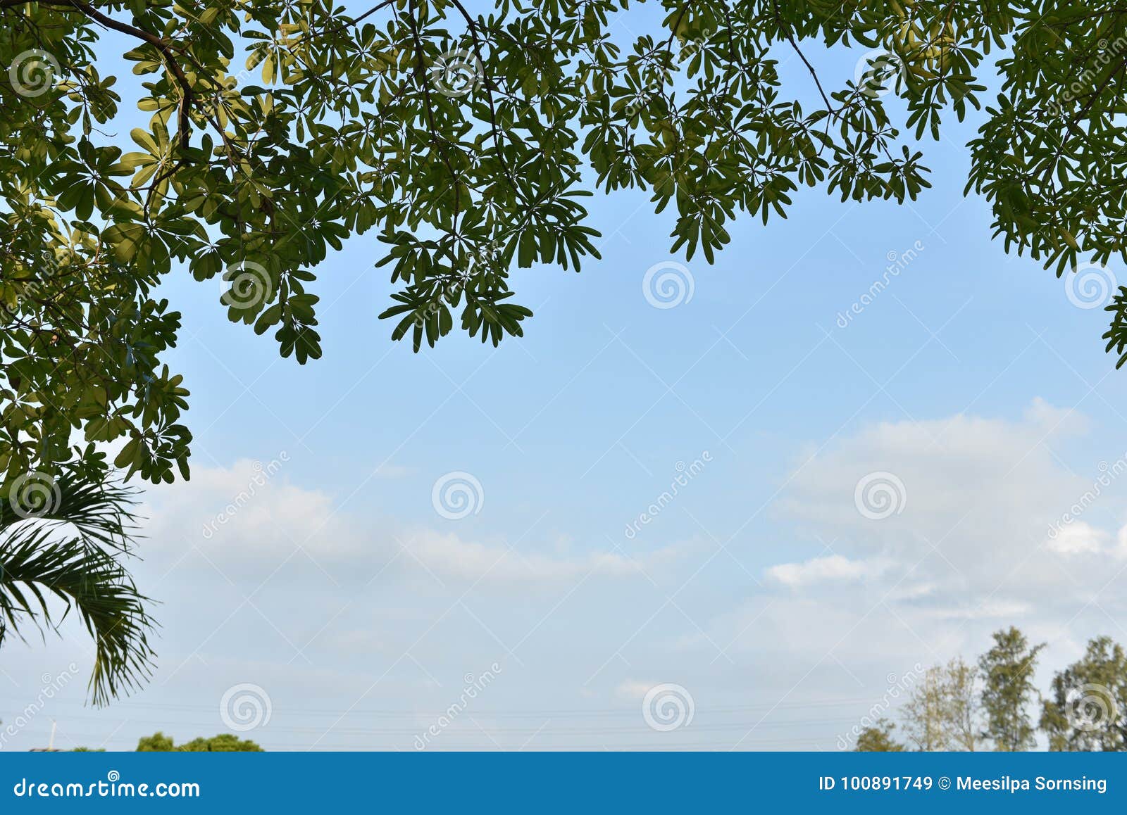 Green Tree, Blue Background Stock Image Image of spring, country 100891749