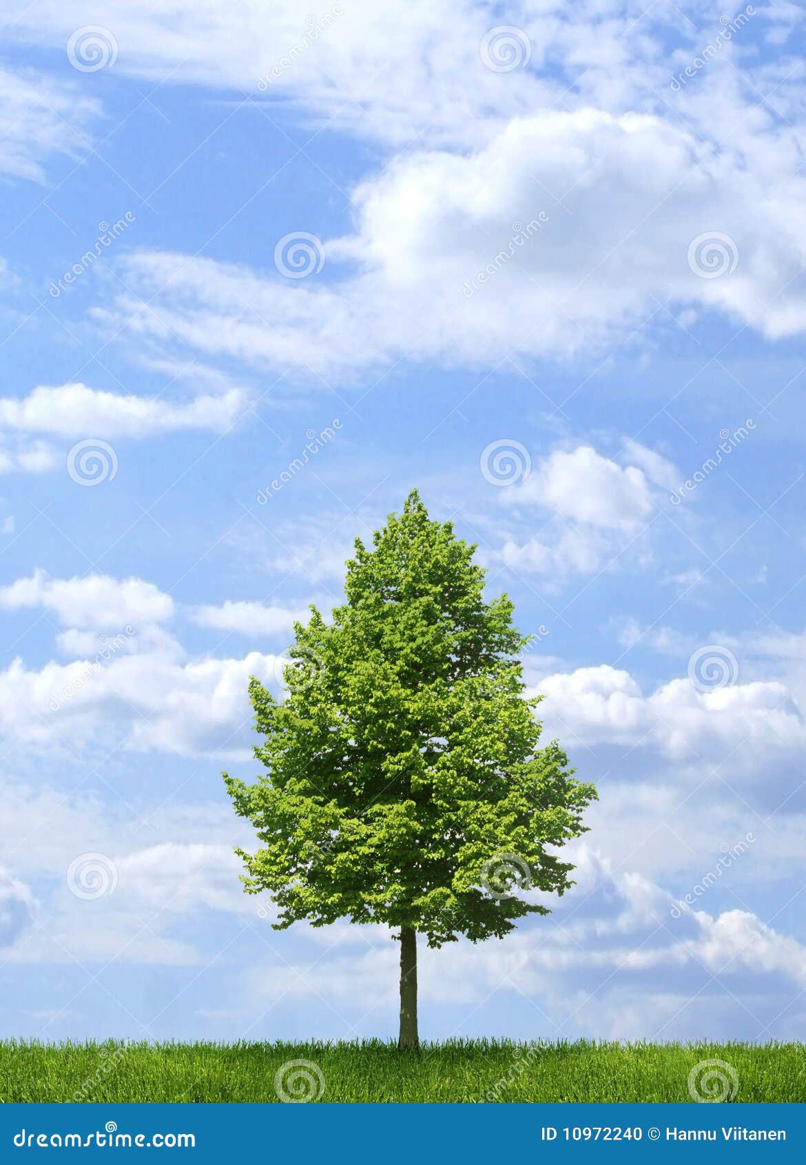 Green Tree on Blue Sky Background Stock Photo - Image of natural, plant:  10972240