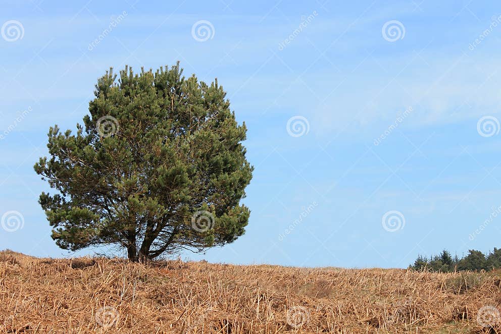 Green tree in countryside stock image. Image of leafy - 31372831