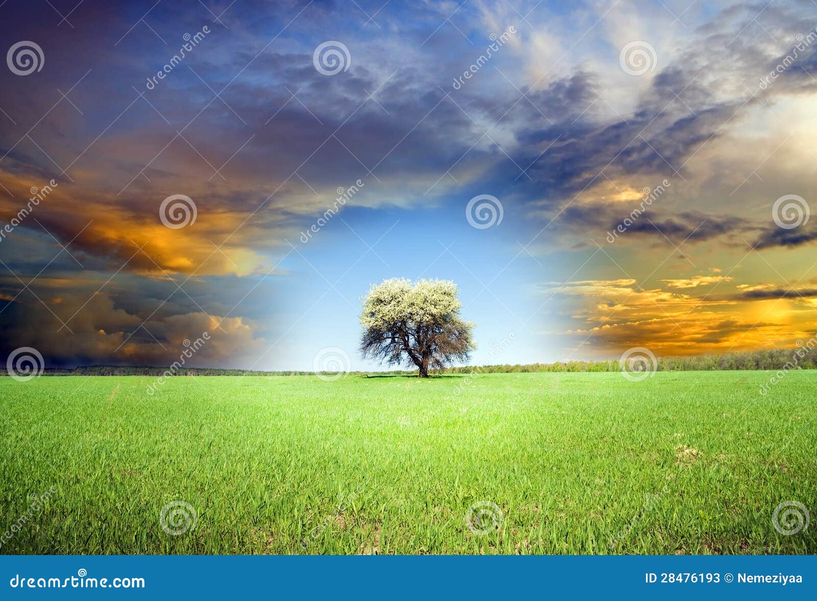 Green tree and dark sky. stock image. Image of solitude 28476193