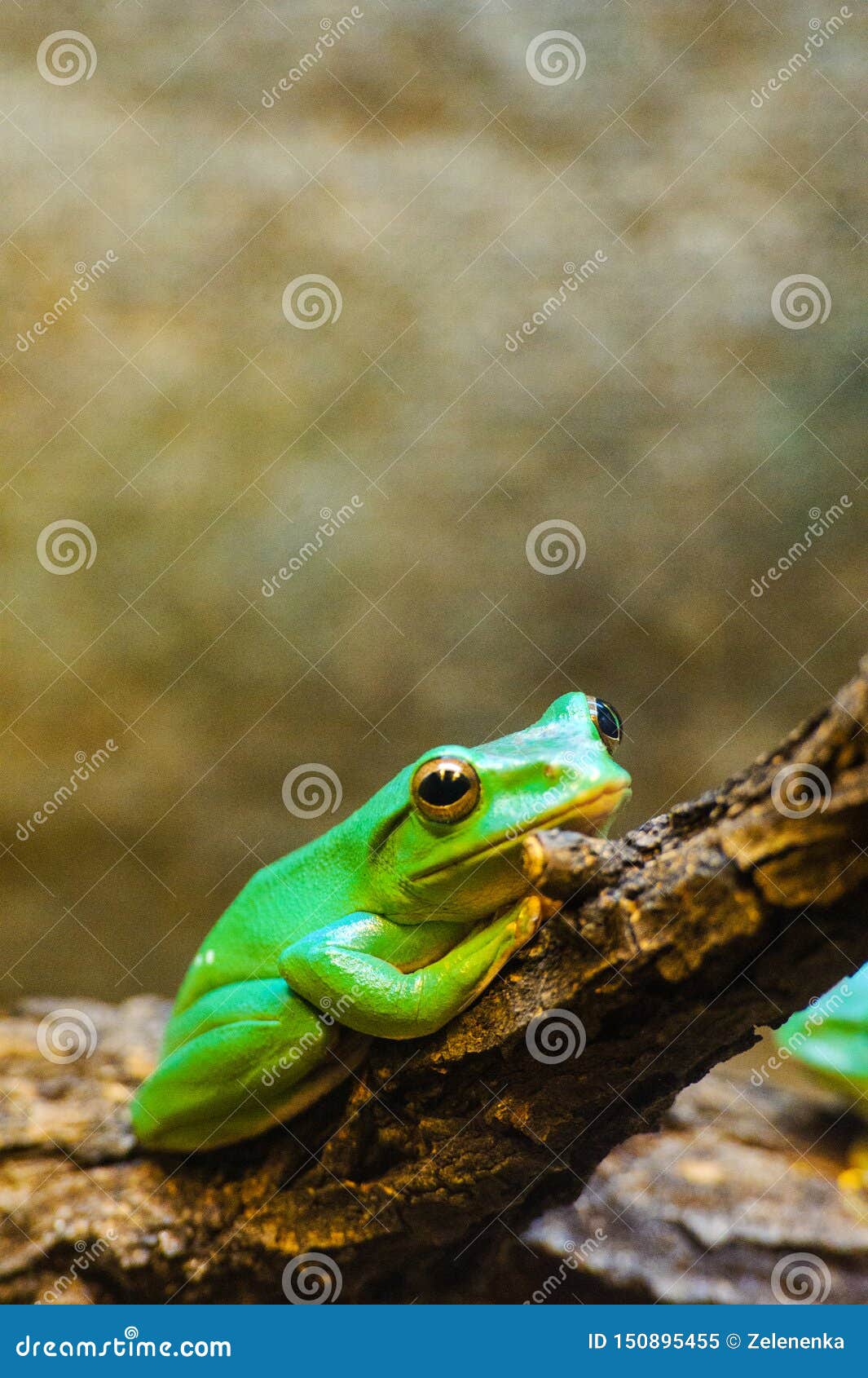 Green tree frog stock image. Image of eyed, white, branch - 150895455