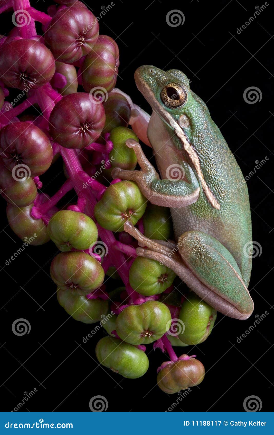 Green tree frog on berries stock image. Image of tree 11188117