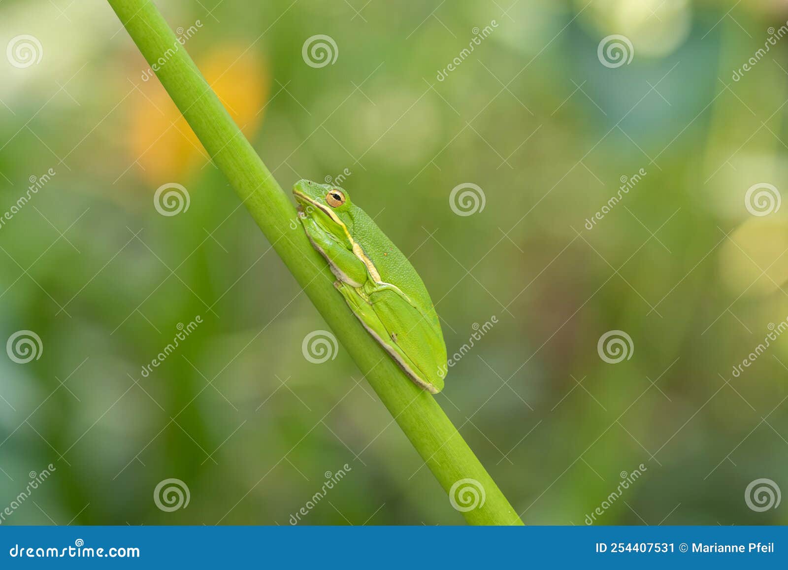 A Green Tree Frog Blending with the Greenery in Houston, Texas Stock