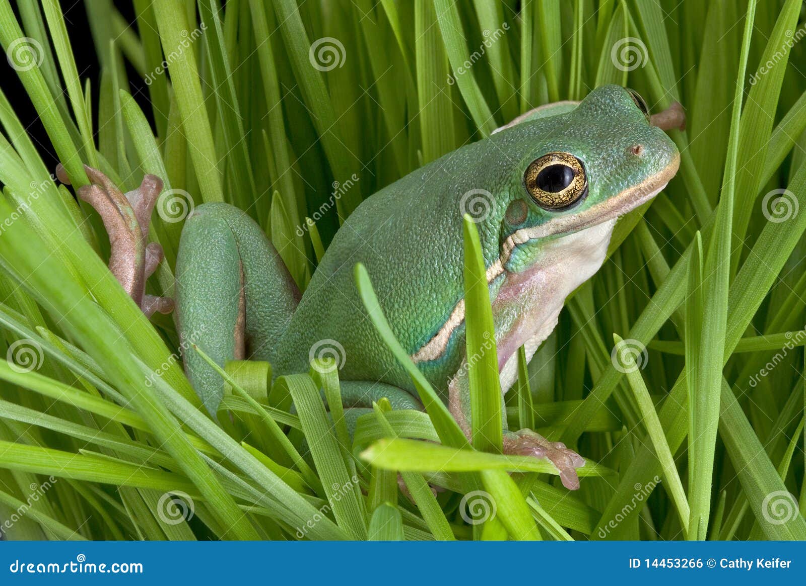 Green tree frog in grasses stock photo. Image of tree 14453266