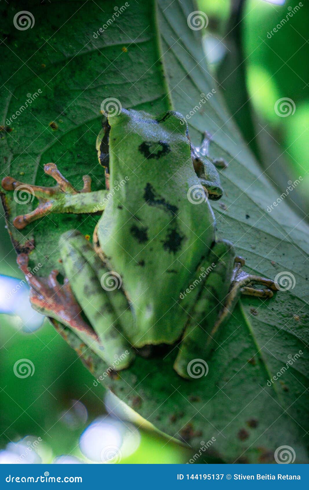 green tree frog labyrinth on a leaf