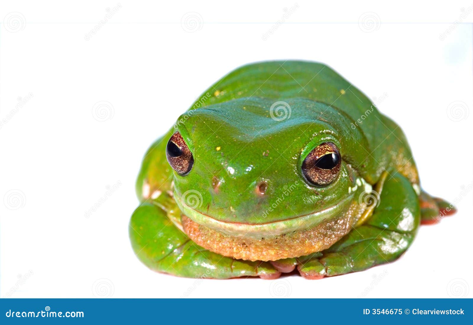 Green tree frog on white stock image. Image of green, nature - 3546675