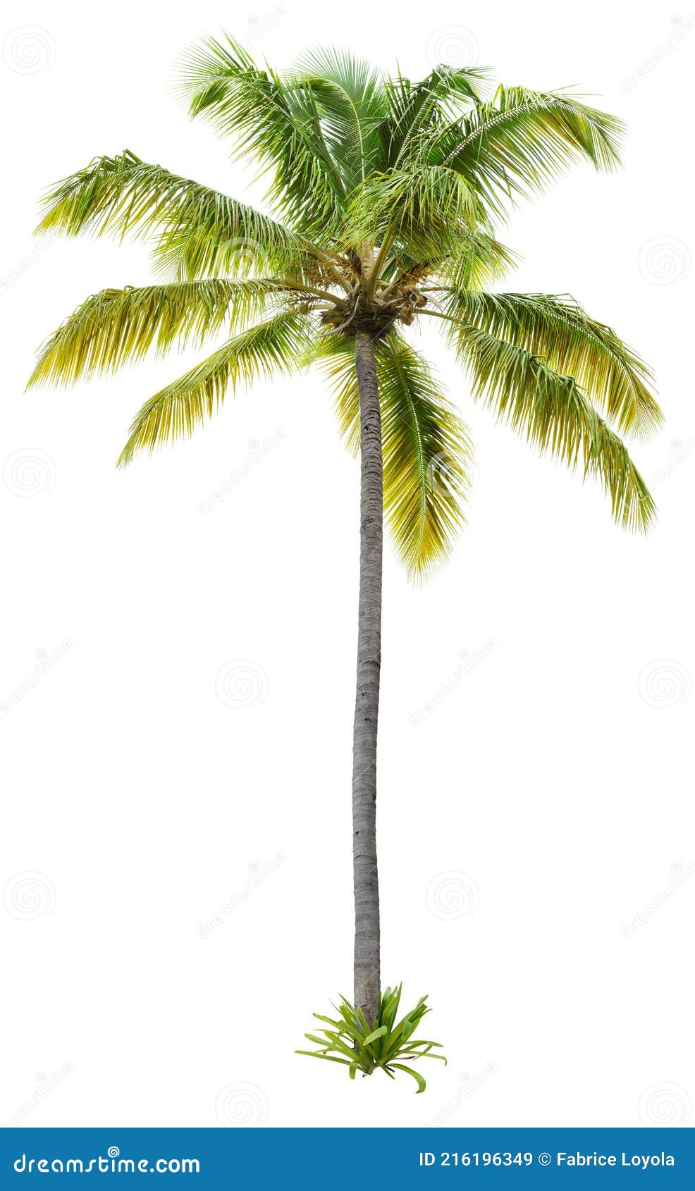cut out palm tree. beach tree.