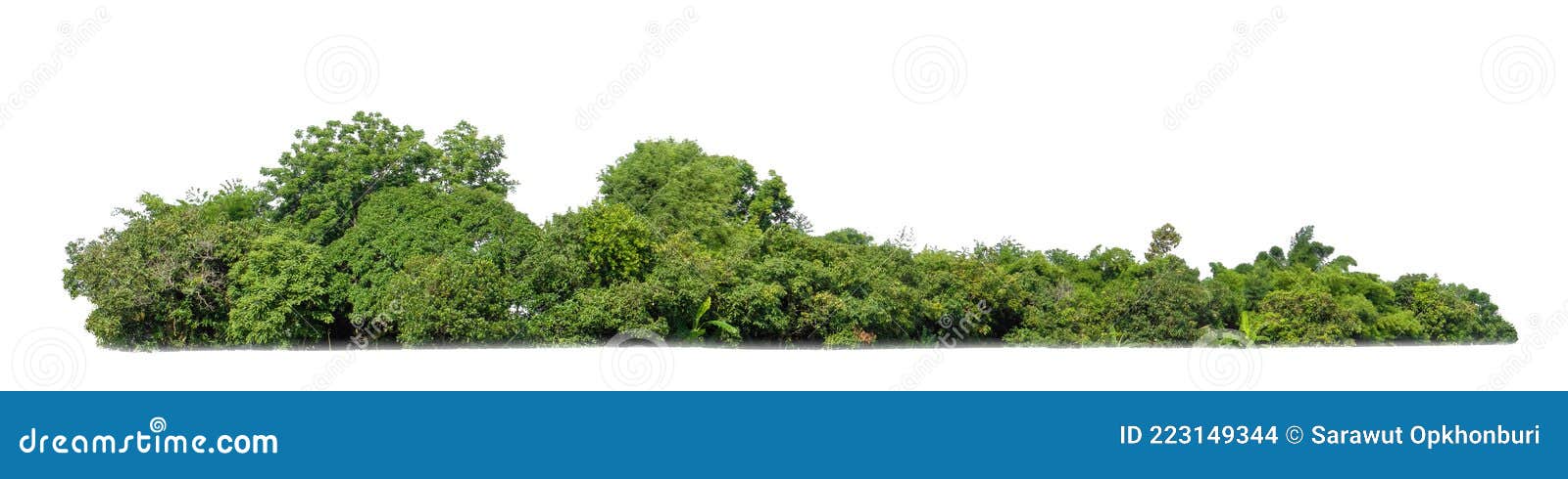 green tree  on white background. forest and leaves in summer rows of trees and bushes
