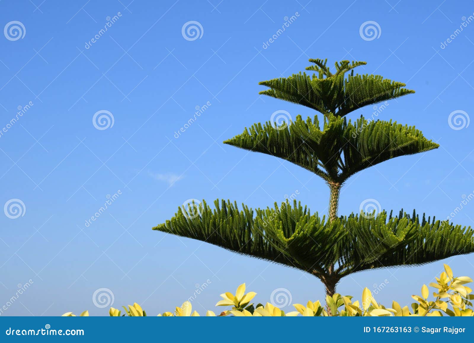 natural green tree, use for background