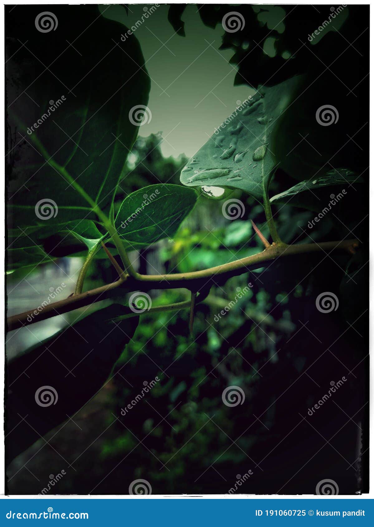 Green tree leaf wallpaper stock image. Image of screenshot 191060725